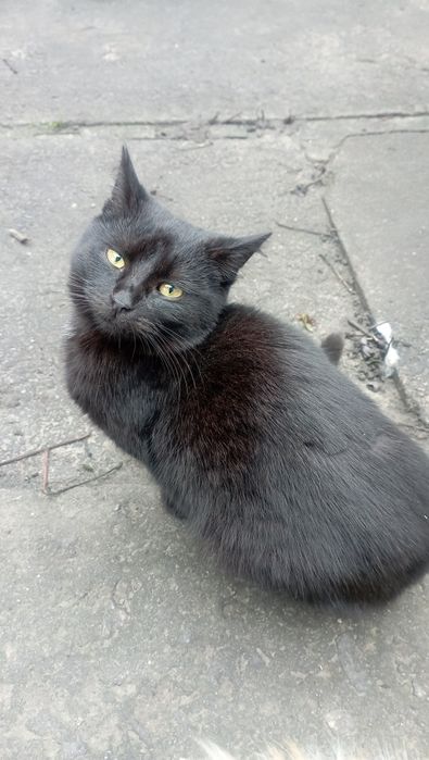 Отдам бесплатно котят, по 6 месяцев. Два мальчика и две девочки