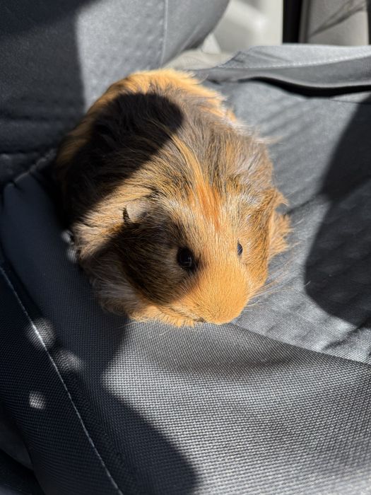 Морська свинка шелсі