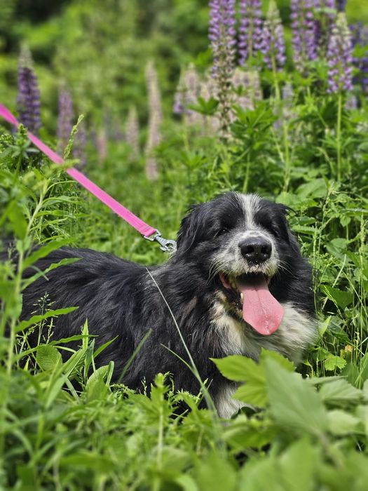 Lubiś - wypatruje domku "Mini Nowofundland"