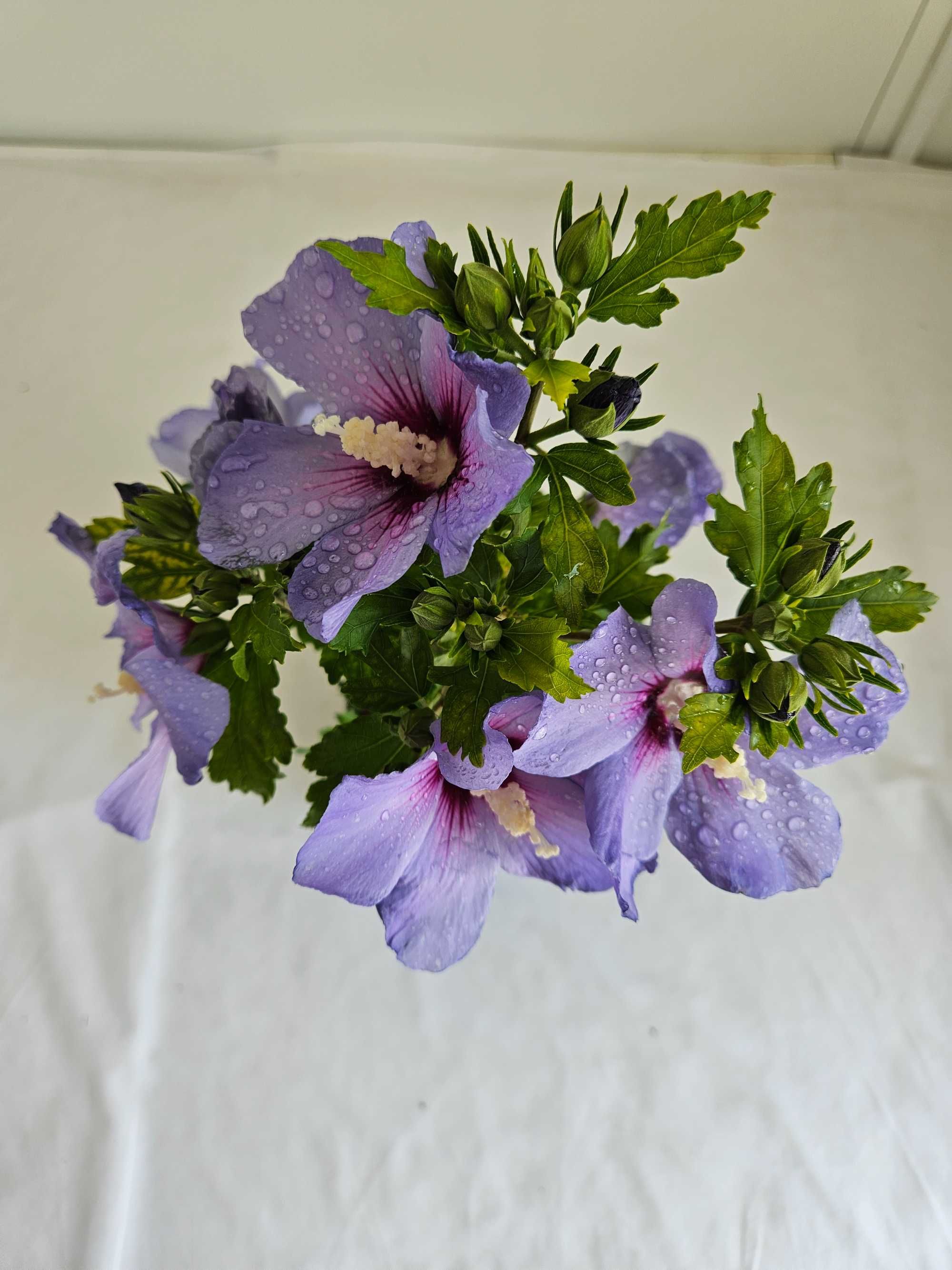Hibiskus Oiseau Bleu 50cm – niebieski krzew ozdobny do ogrodu C3