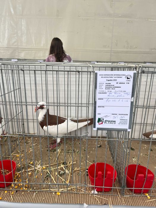 VENDO pombos de pura raça