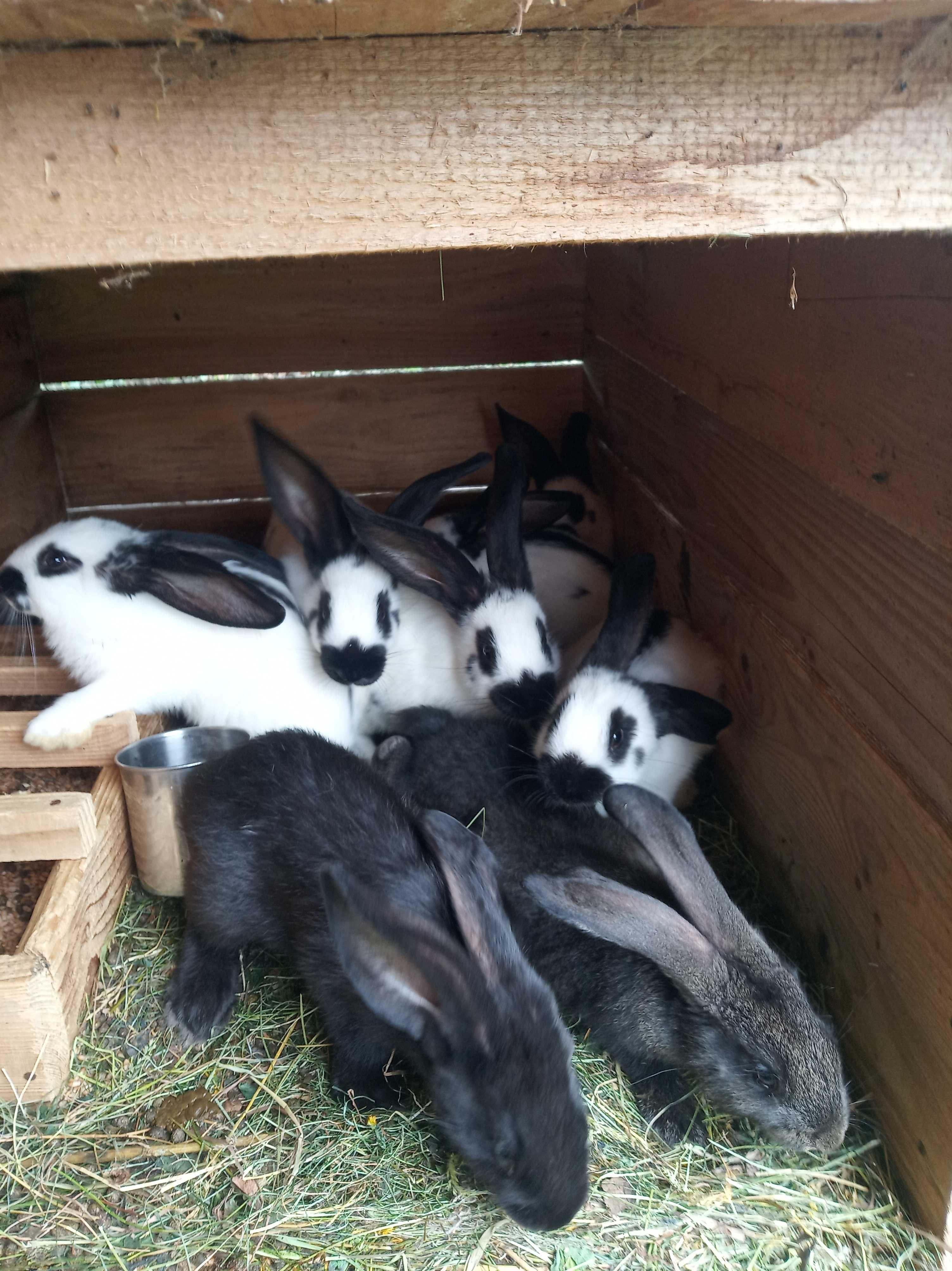 Młode króliki odchowane karmione sianem trawą i zbożami cena 20 zł