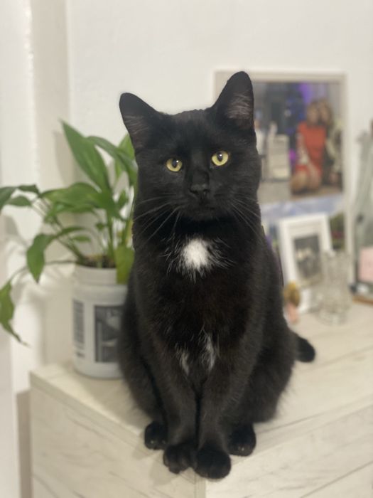 Великий , молодий котик у добрі руки