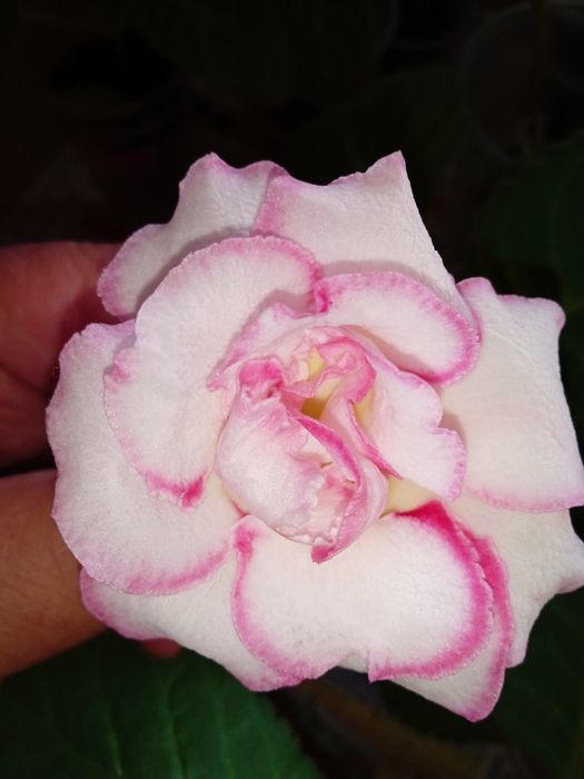 Глоксинии,Глоксинії.