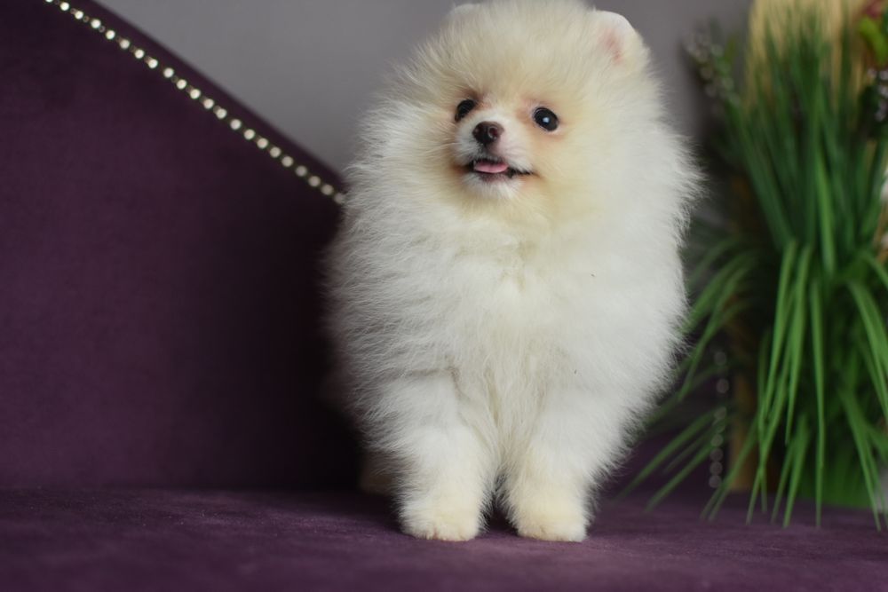 Дві Сестрички померанчики