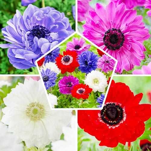 Анемони корончаті-квіти весни