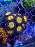 Corais agua salgada Frags de zoas