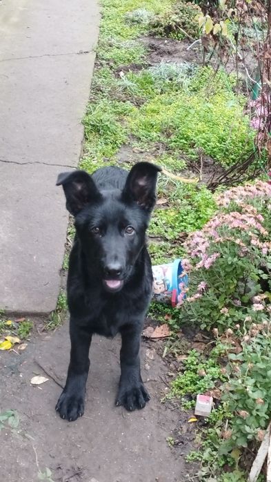 Щенки чёрной немецкой овчарки