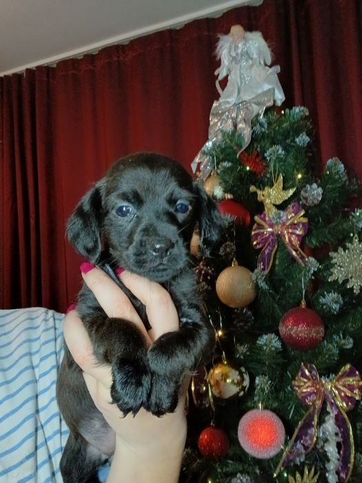 Цуценята шукають люблячу родину. БЕЗКОШТОВНО!