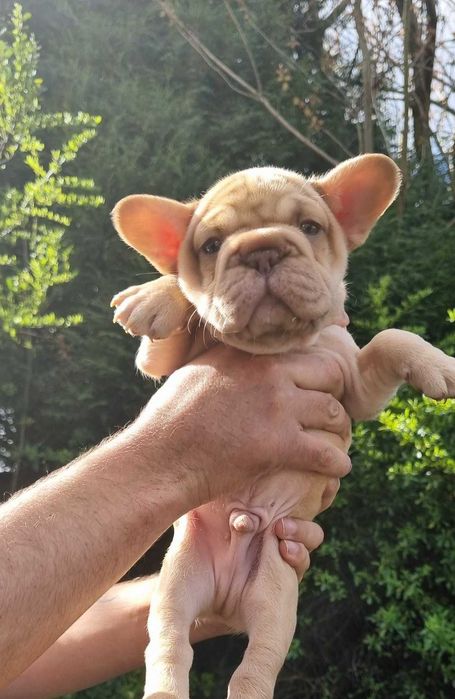 Якість французский бульдог хлопчик біг роп! Big rope French bulldog