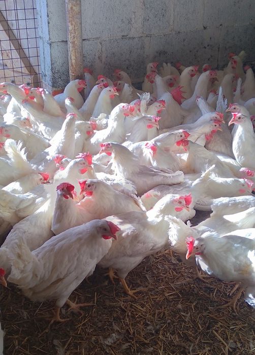 Kury Nioski Leghorn 23tyg Piękne Leghorny