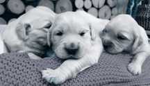 Rezerwacja Golden Retriever