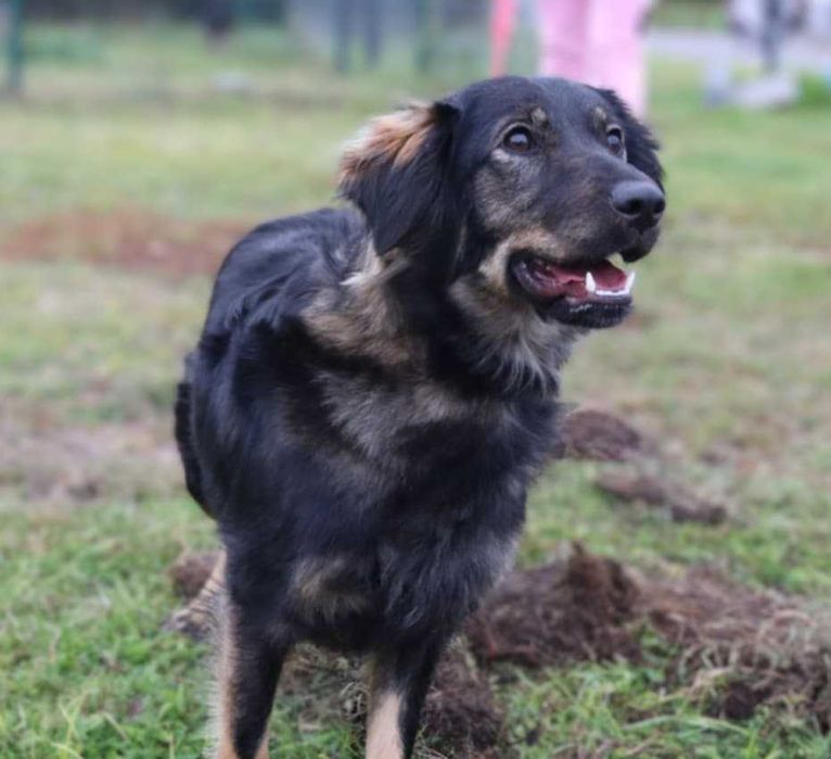 młodziutka śliczna sunia do adopcji