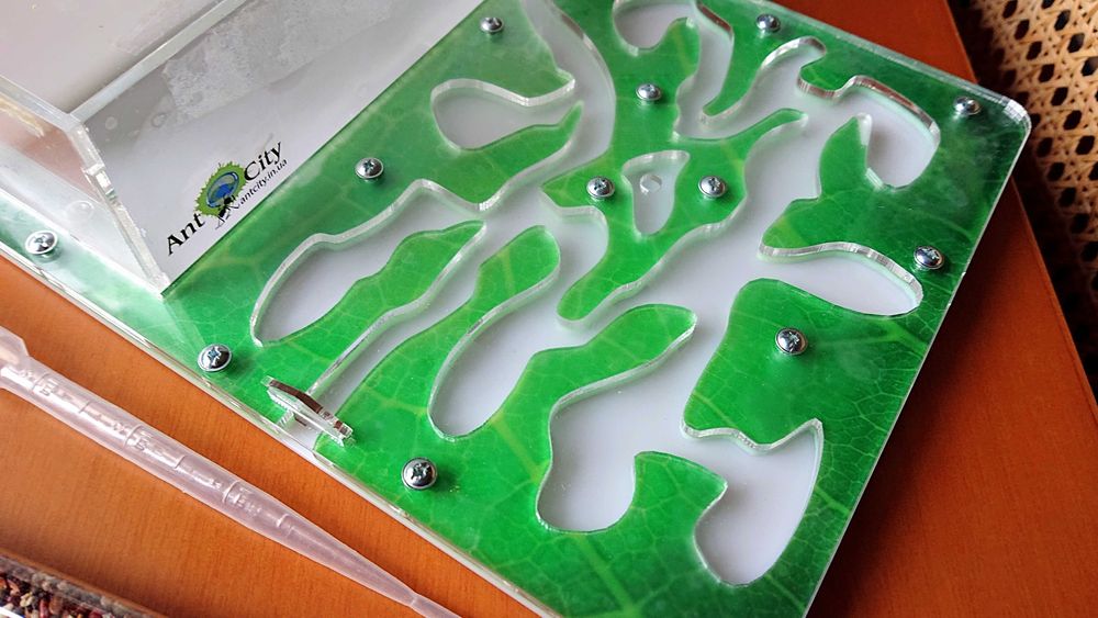 Формікарій Ant City