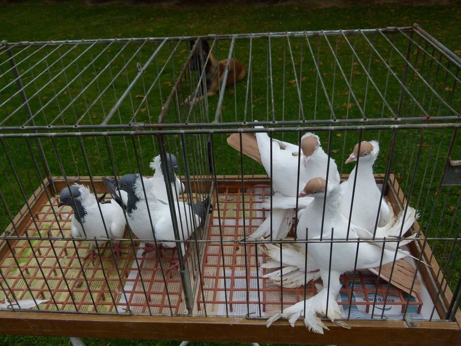 Gołębie zakonniki niemiecki i krymka polska