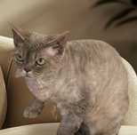 Gatinho Devon Rex 8 meses de idade