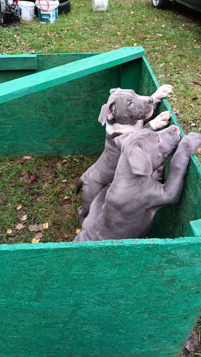 Amstaff błękitny samiec mocny