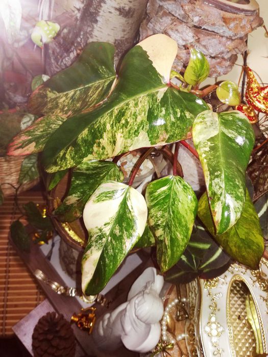 Philodendron Strawberry Shake Variegata Pink roślina kwiat monstera