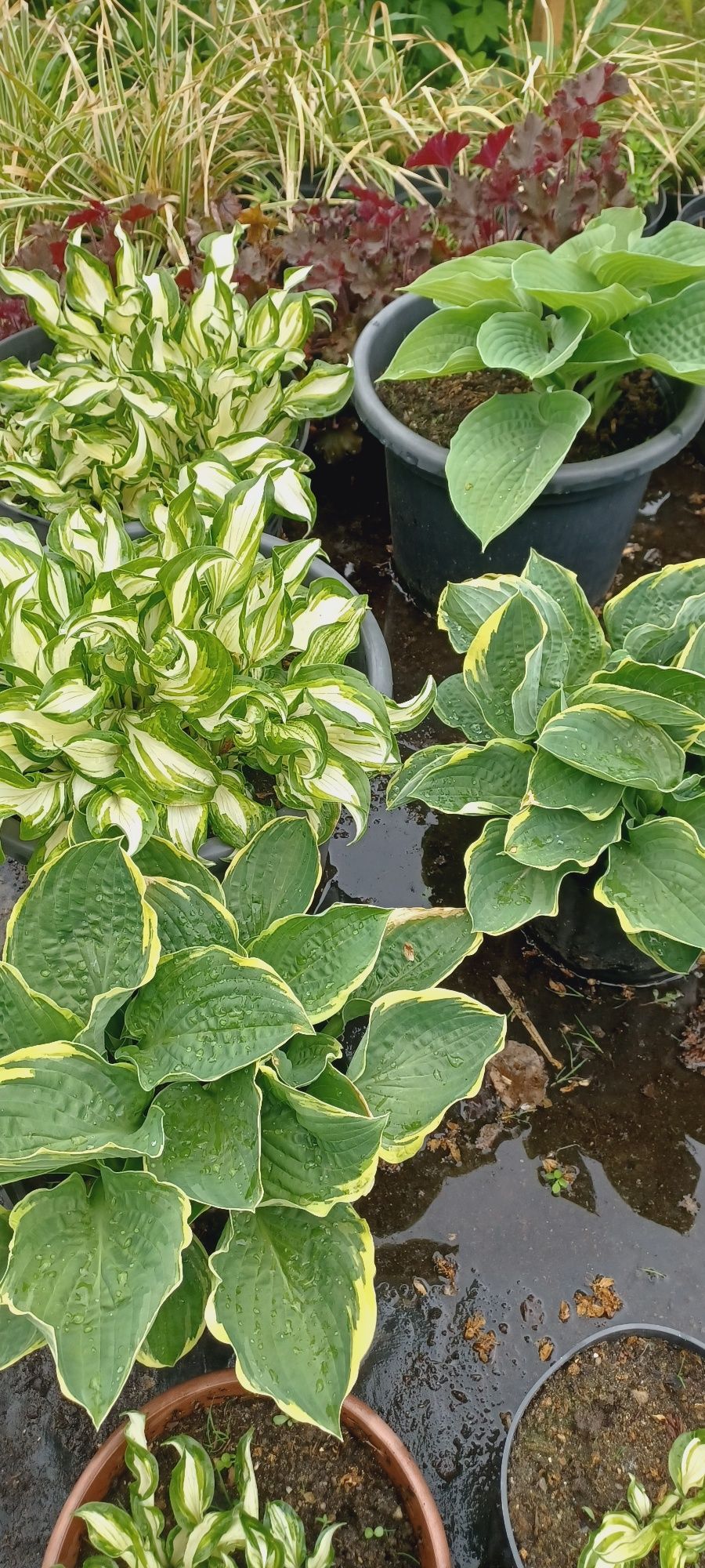 Hosta / Funkia do ogrodu