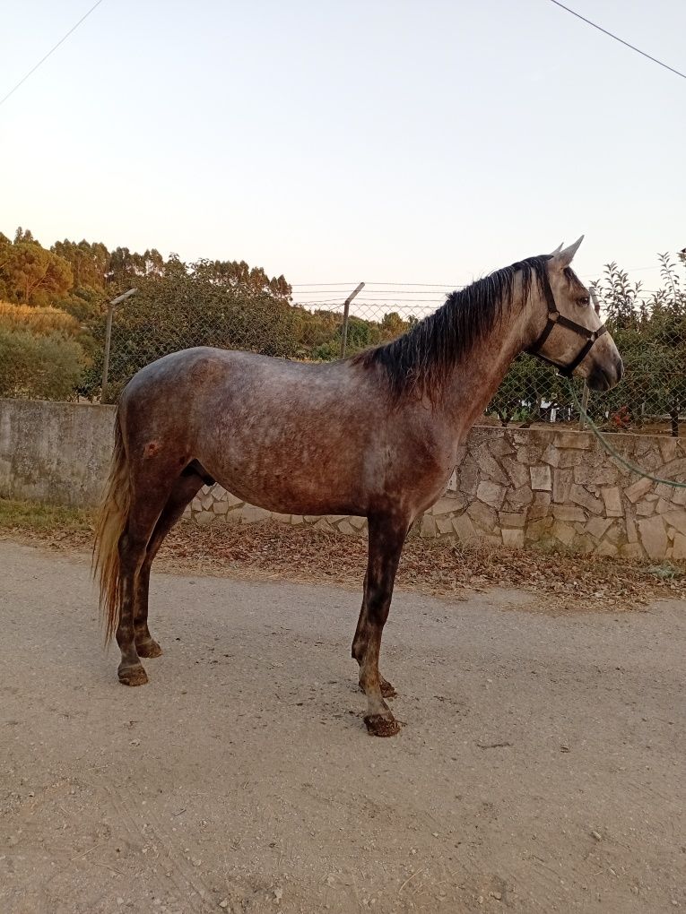 Vendo cavalo luso arabe