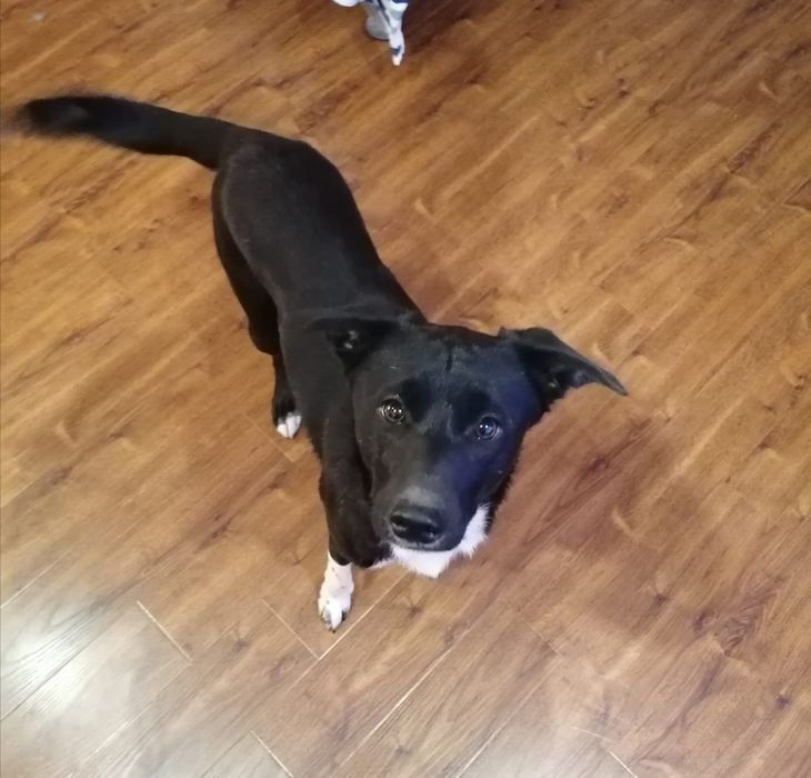 Oddam psa w dobre ręce