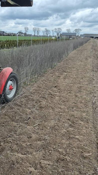 Usługi glebogryzarką, mulczerem koszenie nieurzytków oraz działek , P