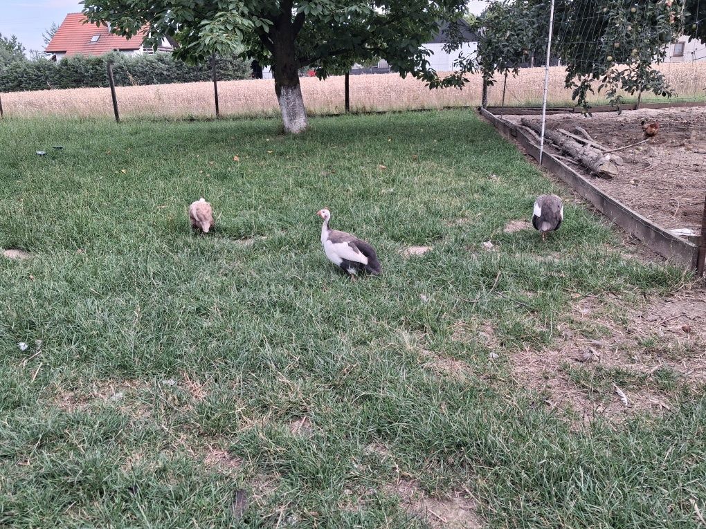 Perliczki jaj lęgowe