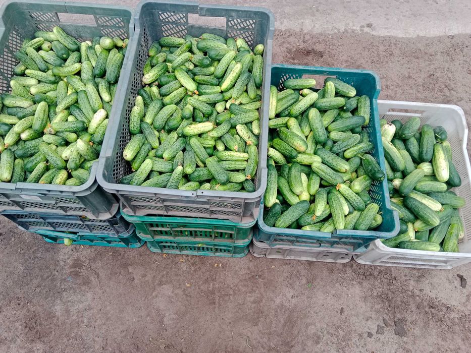 Sprzedam ogórki gruntowe