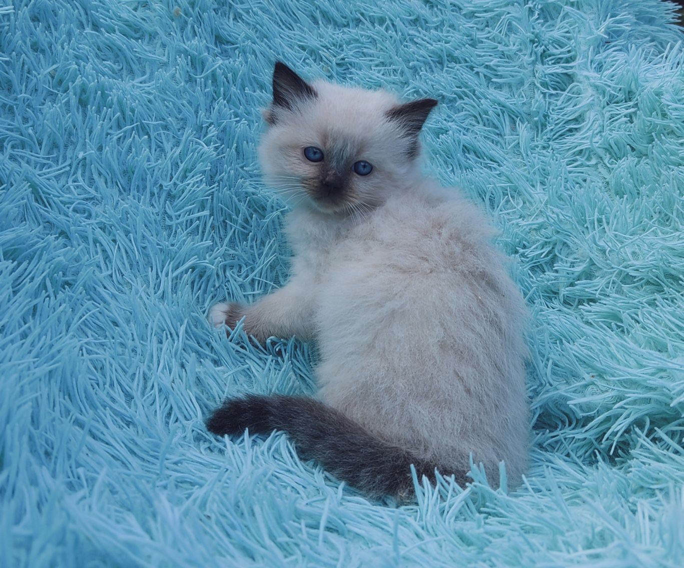 Kocurek ragdoll      .