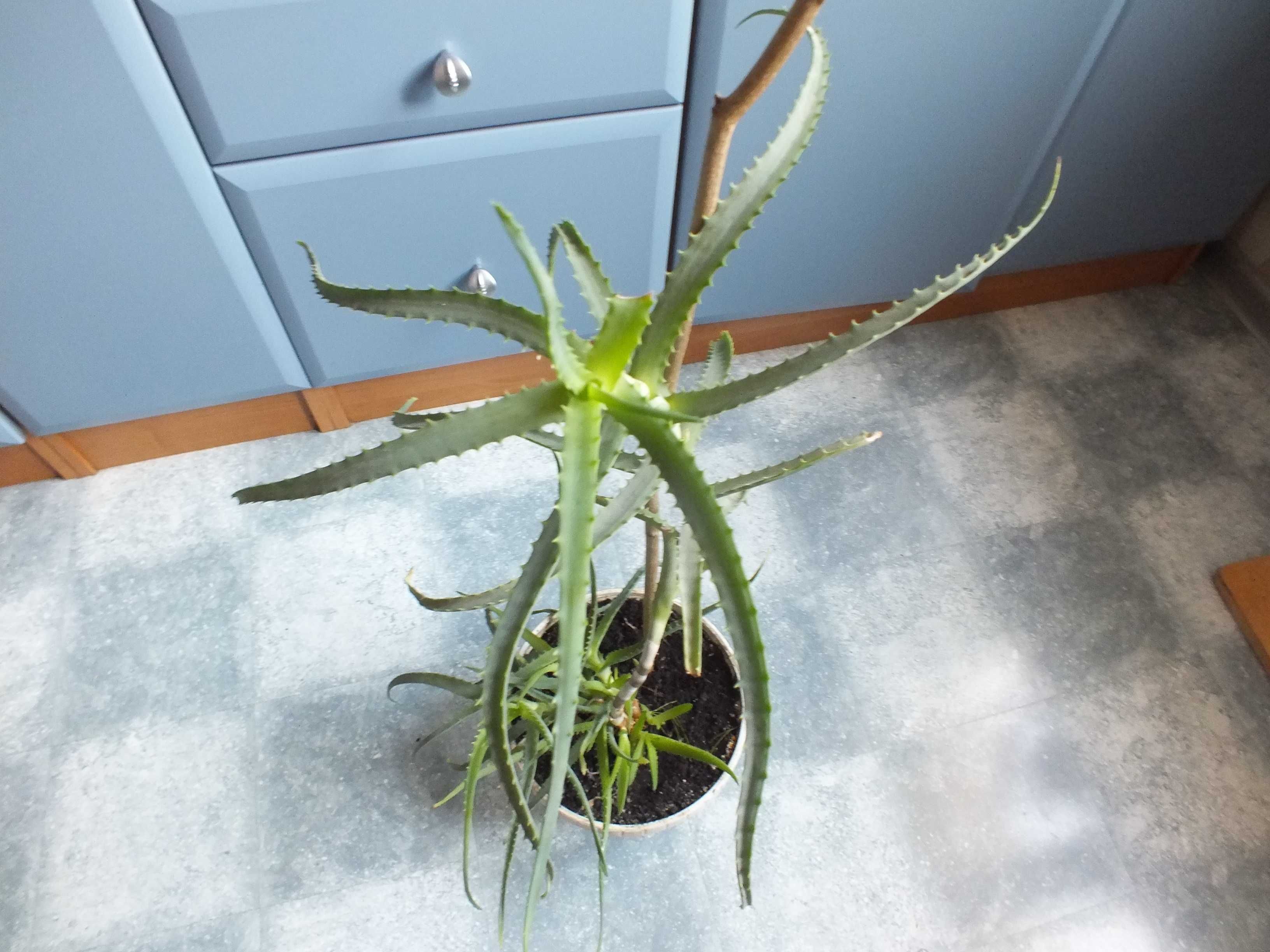 ALOES Drzewiasty roślina w doniczce 70cm dużo odnóg doniczkowa kwiat