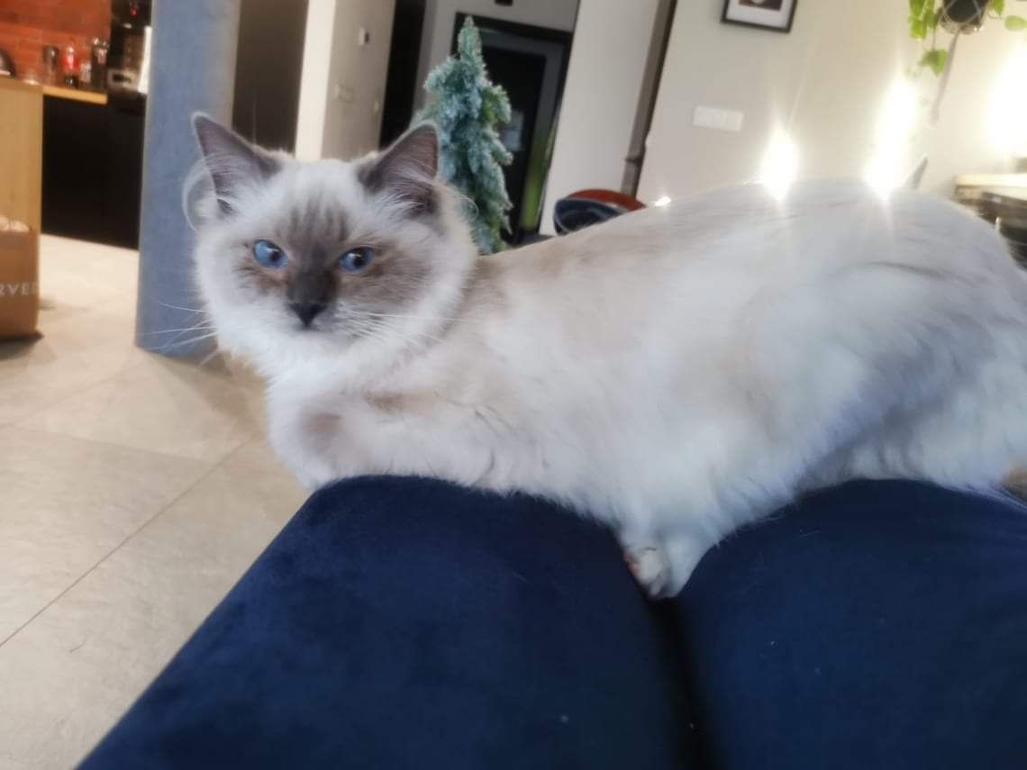 Ragdoll gotowe do odbioru