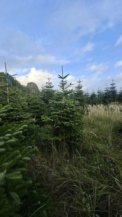 jodła kaukaska 1.70-2.50 świerki choinki