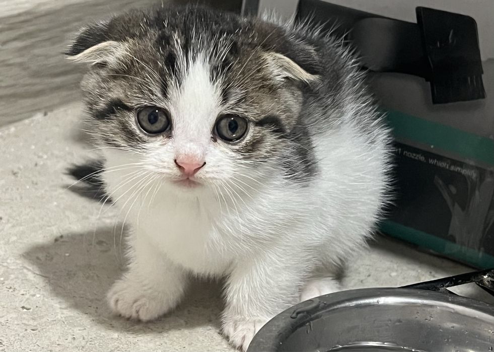 Кошенята скотіш фолд котик висловухий