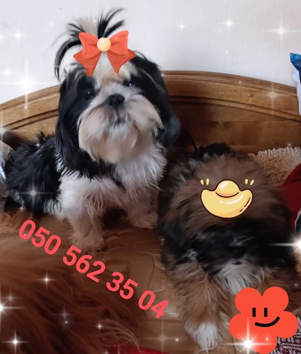 Чудове малятко-хлоп'ятко Ши-тцу, Київ