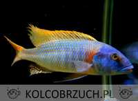 Buccochromis rhoadesii - dowozimy, wysyłamy