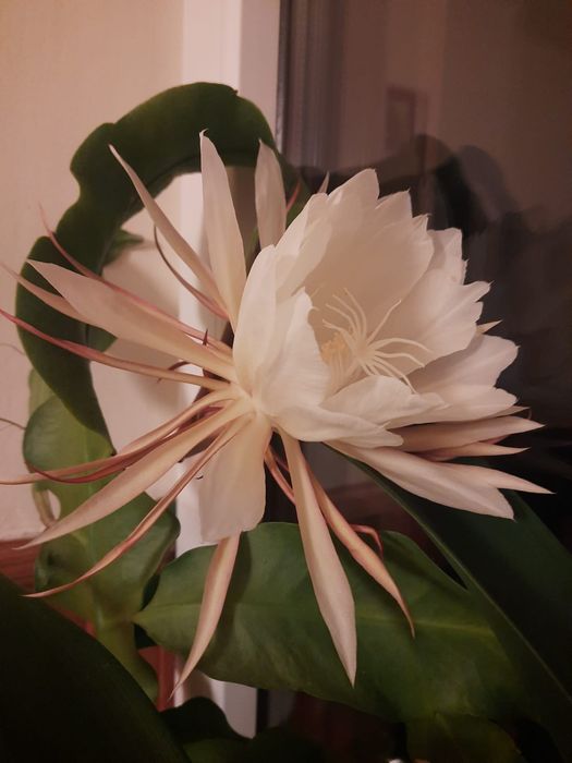 Kwiat jednej nocy sadzonki