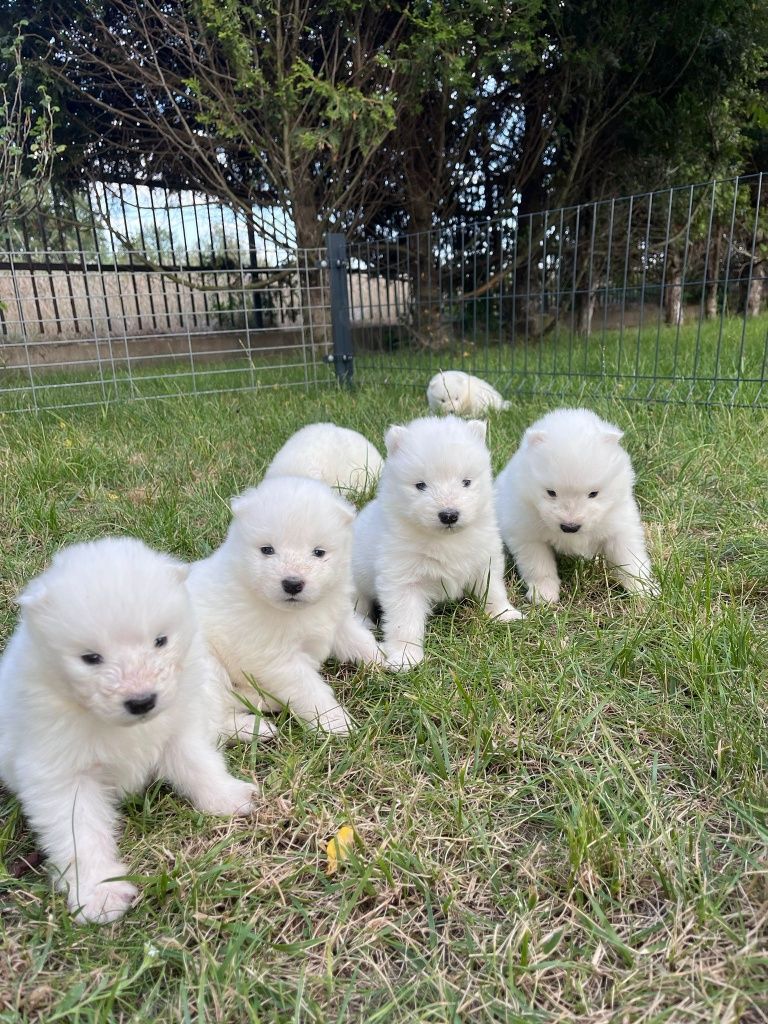 Samoyed - szczeniak