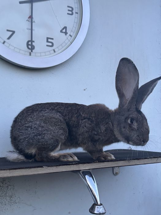 Samiec BELG olbrzym szary 4 miesieczny