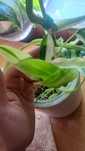 Philodendron siam sunrise domesticum variegata świetne geny.