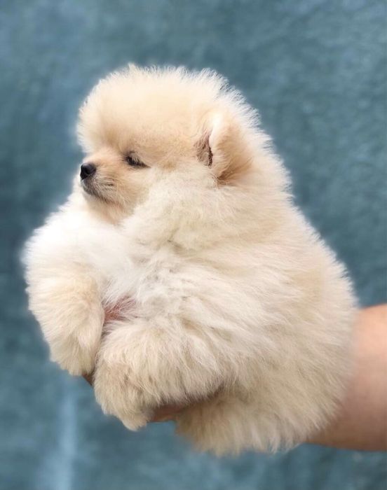 Померанский шпиц