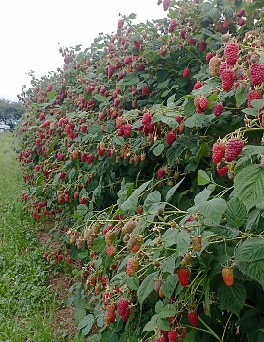 Саджанці малини з Європи. Літні та ремотантні