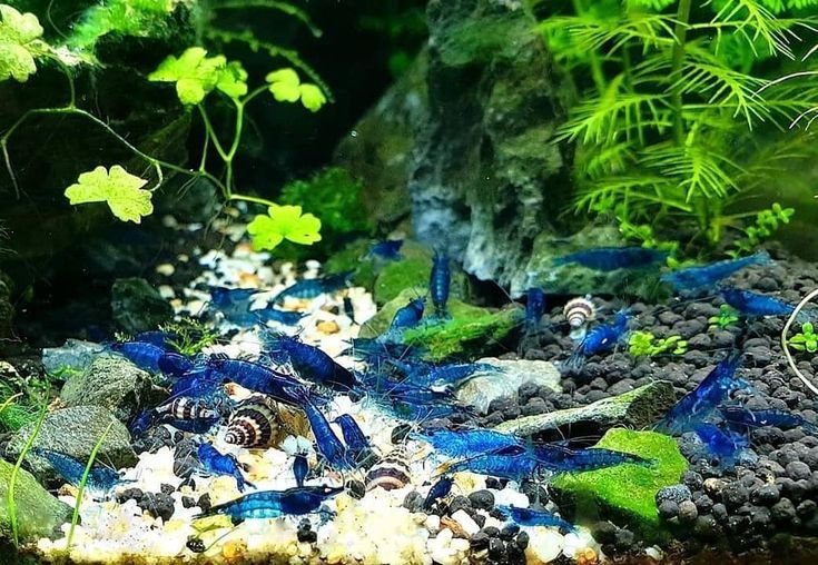 Krewetki neocaridina blue velvet
