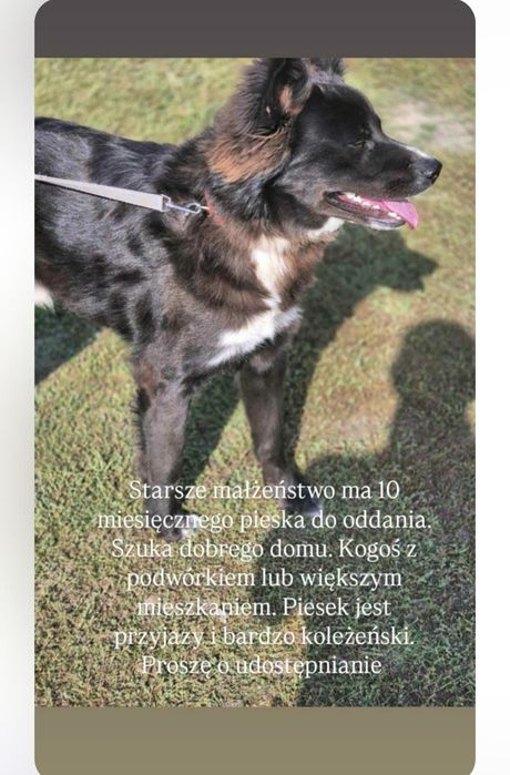 Piesek tylko w dobre ręce