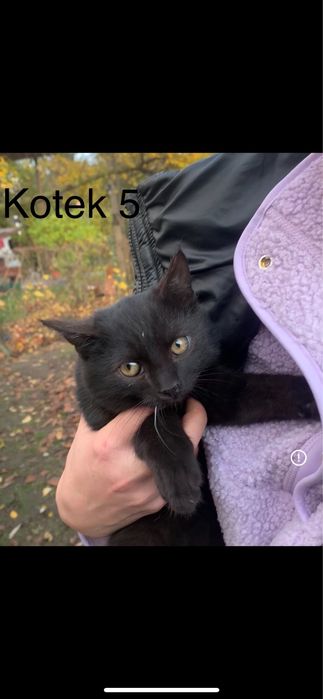 Urocze kociaki szukają kochających domów