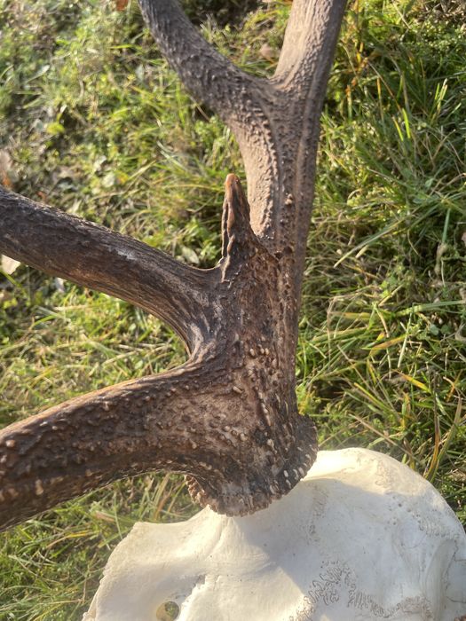 Trofeum wieniec jelenia 16-stak nieregularny poroże jeleń rogi nr 41