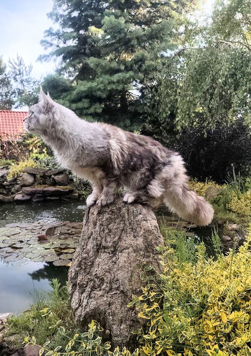 Maine Coon kocur do odbioru -srebrny