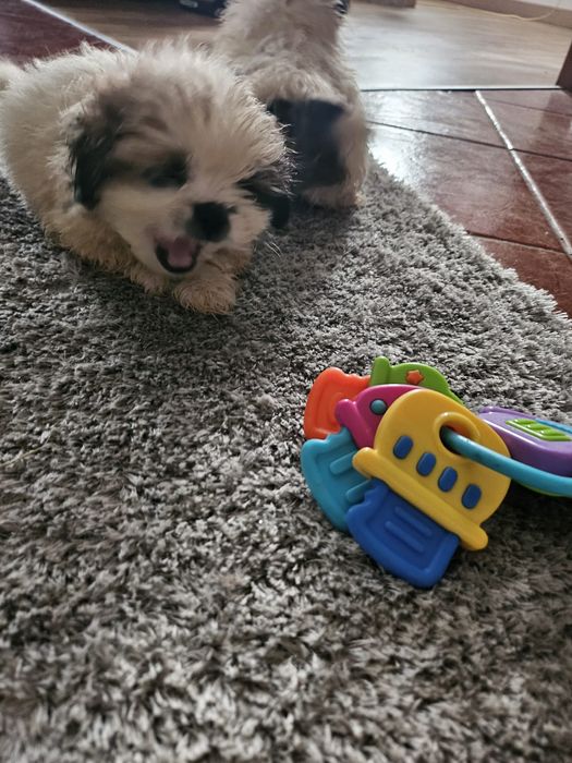 Shih tzu disponível