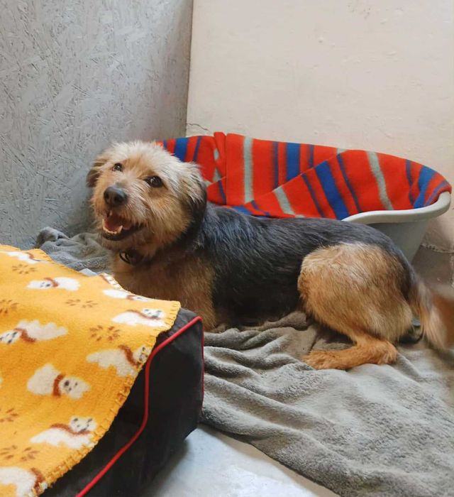 Śliczna, przekochana,grzeczna,tulaśna,młoda, bezdomna sunia szuka domu