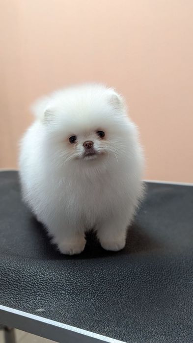 Померанский Лео Максимилиан. Вязка.