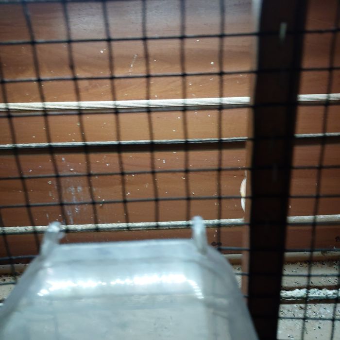 Kanarek ,kanarki,sprzedam